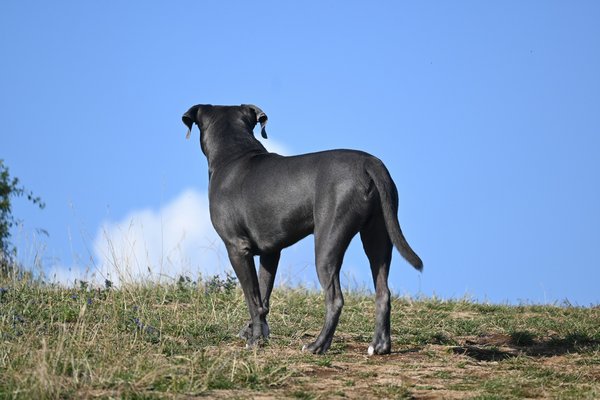 What's the best way to introduce a Neapolitan Mastiff to livestock without causing stress?