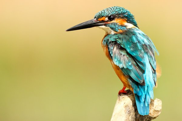 What are the ethical guidelines for birdwatching that protect UK's rare bird species?