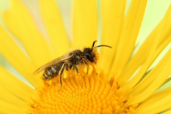 What strategies are being implemented in the UK to combat the decline of native bee species?
