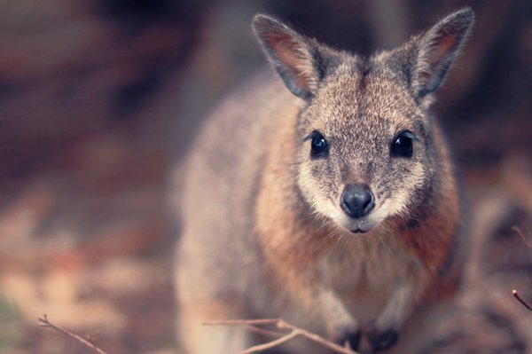 Can you provide a suitable environment for a Wallaby in a Northern Ireland sanctuary?