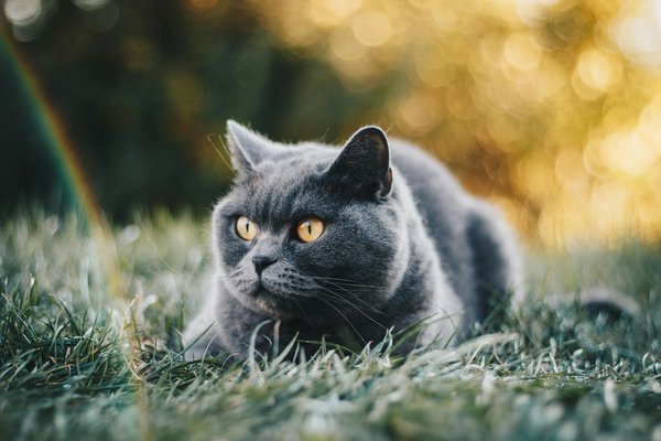 What are effective flea and tick prevention methods for outdoor cats in rural England?